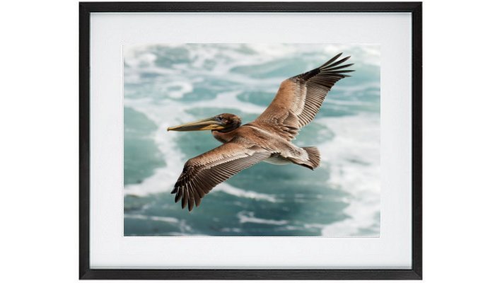 Pelican In Flight Framed Print